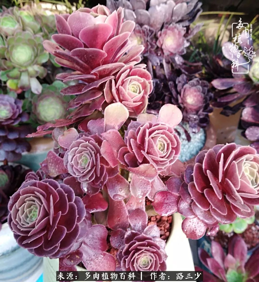 最美法师有哪些,最美法师甄姬