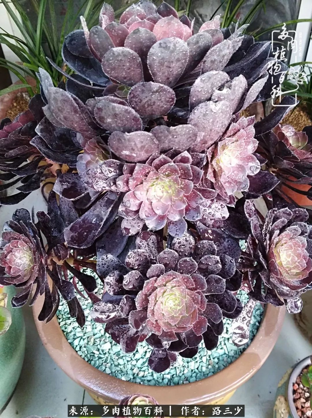 最美法师有哪些,最美法师甄姬