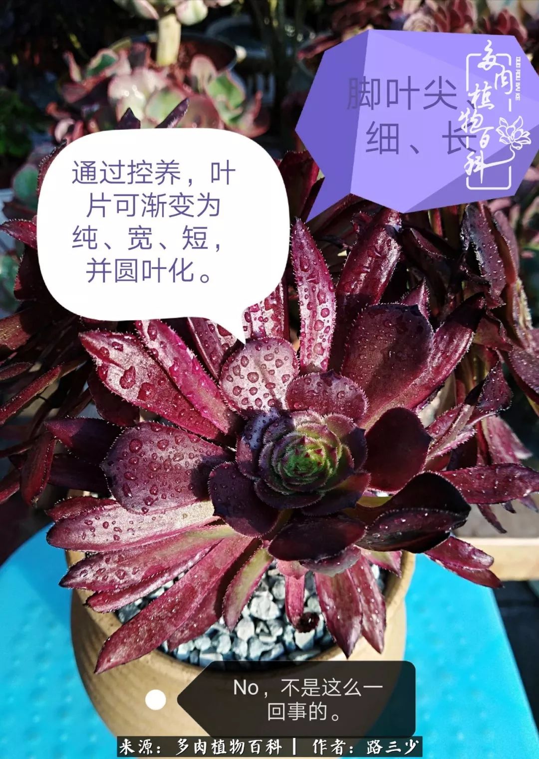 最美法师有哪些,最美法师甄姬