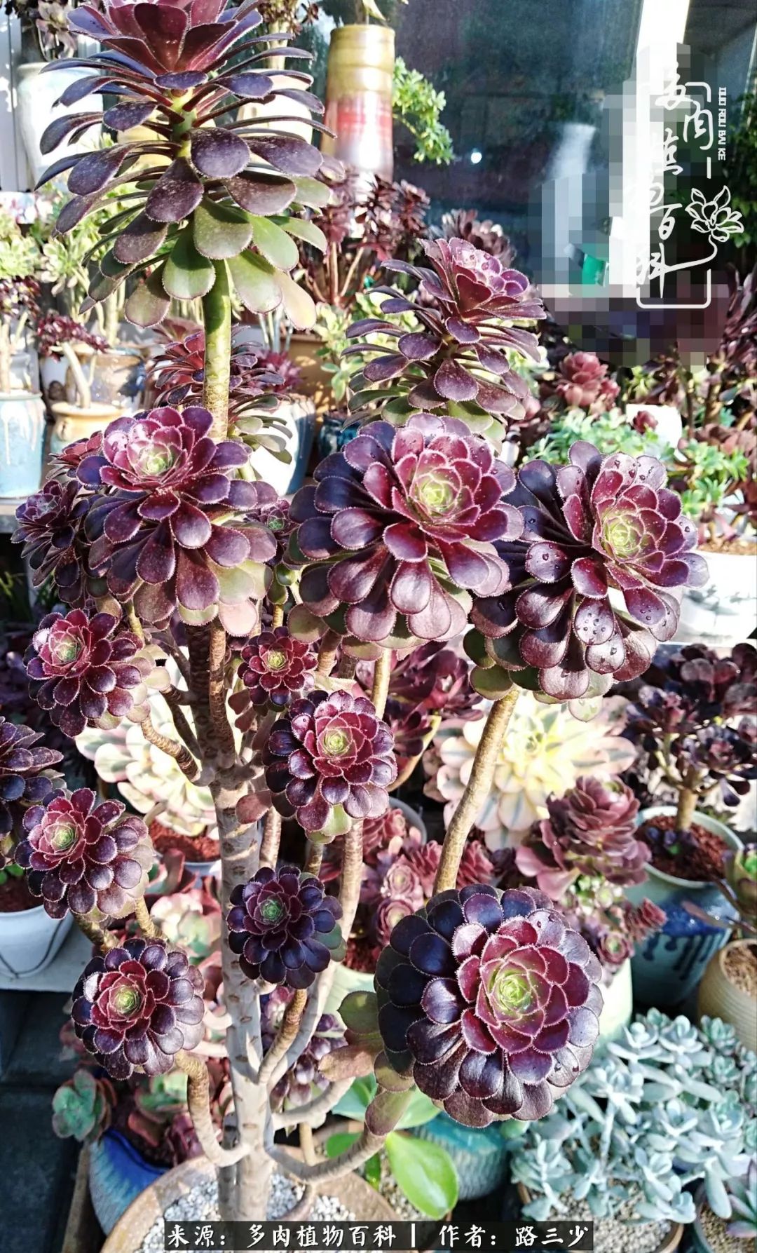 最美法师有哪些,最美法师甄姬