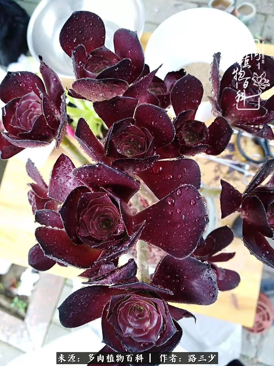 最美法师有哪些,最美法师甄姬