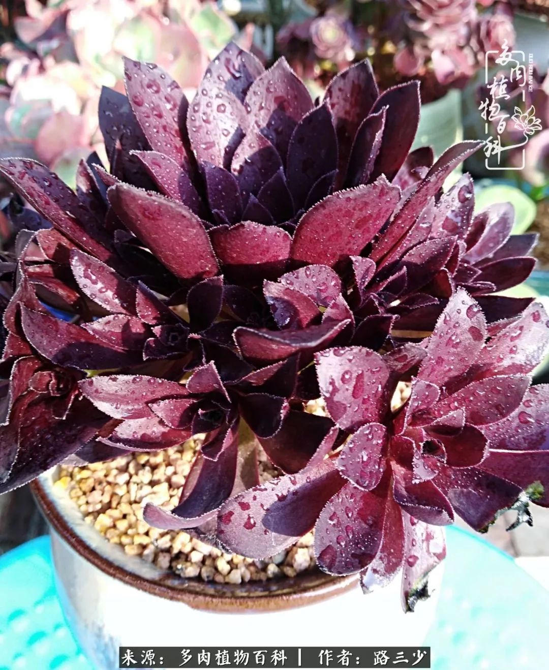 最美法师有哪些,最美法师甄姬