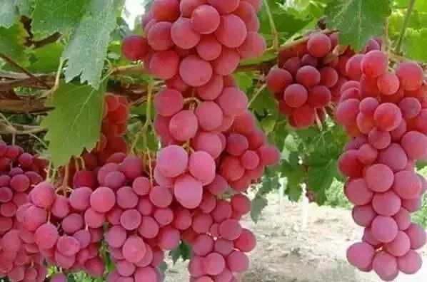葡萄里含有哪些营养素,葡萄都有什么营养