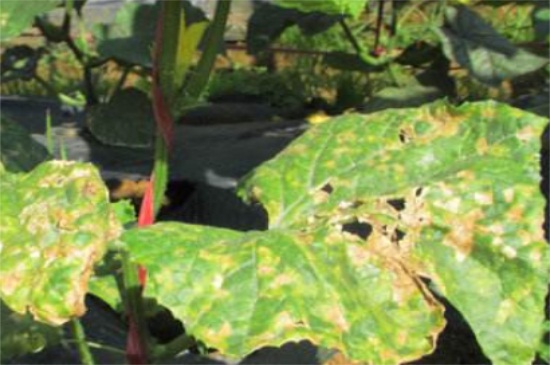 黄瓜叶子发黄长斑点用什么药,黄瓜叶子有黄斑点怎么办打什么药