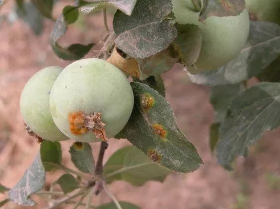 《12316三农热线》红红的脸蛋长斑啦，该咋整啊~