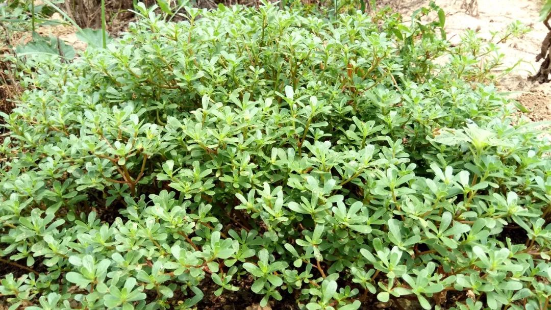 乙莠玉米苗前专用封闭除草剂,玉米封闭除草剂药害怎么缓解