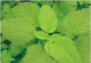 乙莠玉米苗前专用封闭除草剂,玉米封闭除草剂药害怎么缓解