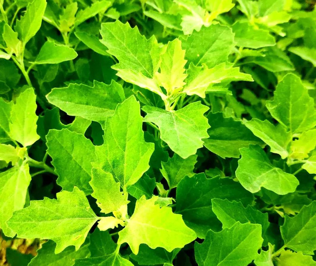 乙莠玉米苗前专用封闭除草剂,玉米封闭除草剂药害怎么缓解