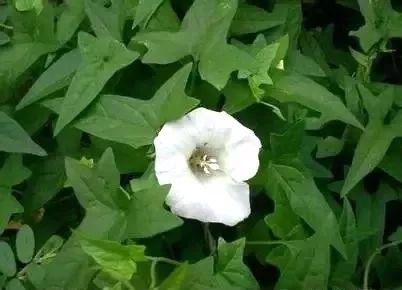 乙莠玉米苗前专用封闭除草剂,玉米封闭除草剂药害怎么缓解