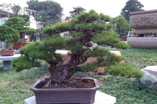 黑松盆景怎么养才能长出来 (黑松盆景基础养护技巧)