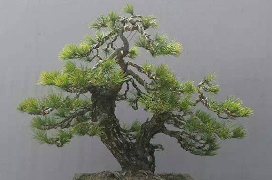 黑松盆景怎么养才能长出来 (黑松盆景基础养护技巧)