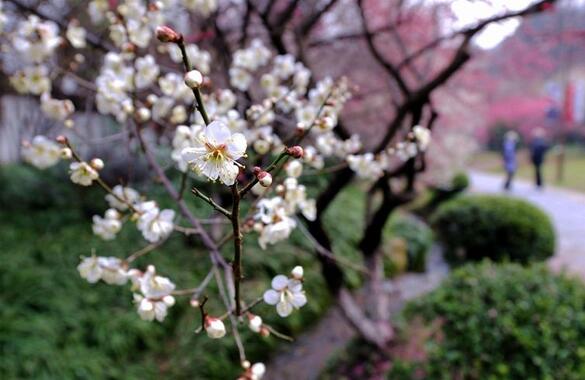 最近很火的梅开二度什么意思,梅开二度意味着什么