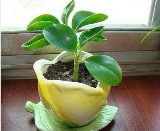 碧玉的养殖方法及其关注事项,碧玉莲的养殖方法和关注事项盆栽