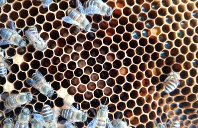蜜蜂烂子病用什么药治,蜜蜂烂子病什么意思