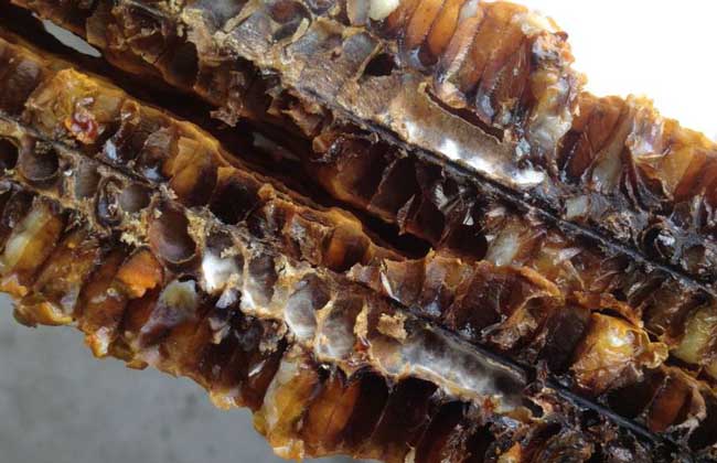 蜜蜂烂子病用什么药治,蜜蜂烂子病什么意思