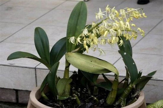 石斛兰开花时如何管理,石斛兰开败后怎么快速再开花