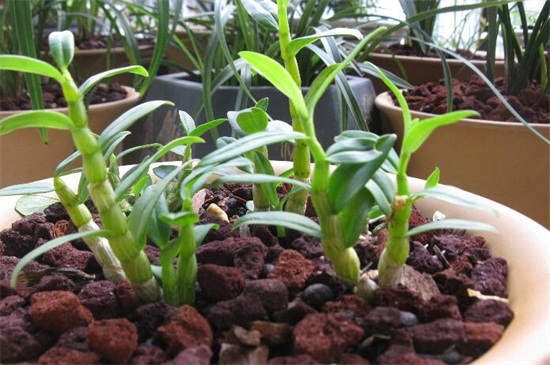 石斛兰开花时如何管理,石斛兰开败后怎么快速再开花