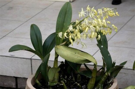石斛兰开花时如何管理,石斛兰开败后怎么快速再开花