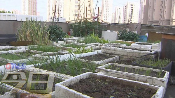 青岛这个居民楼顶变“开心农场”！近百个泡沫盒种了各种蔬菜
