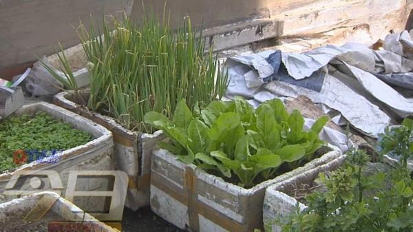 青岛这个居民楼顶变“开心农场”！近百个泡沫盒种了各种蔬菜