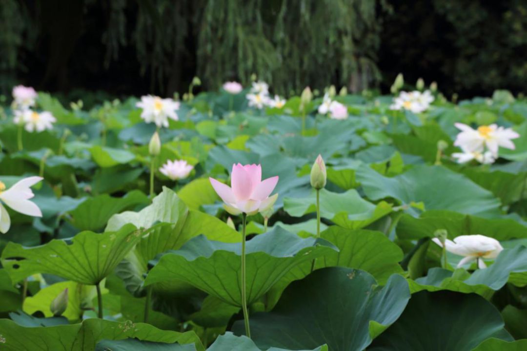 这个夏天，一起来狮山公园观竹赏荷吧！