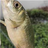 京东方a股吧万隆证券,京东方A股吧