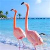 洲际油气股票,洲际油气股吧200777