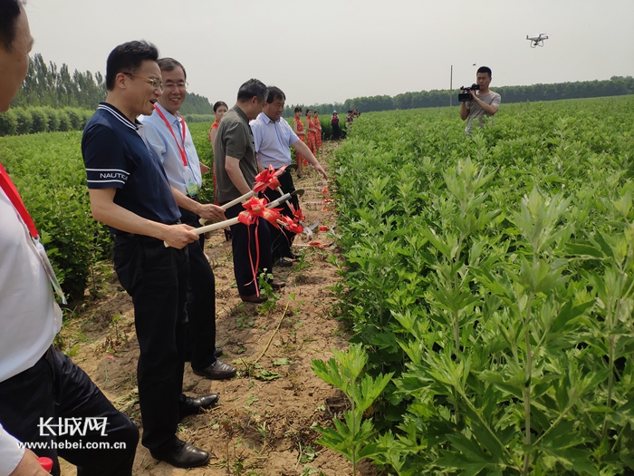 艾草能做什么来这里开开眼彭祖（世界）艾产业博览会在馆陶召开