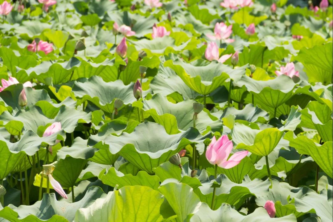 碗莲出现黑叶烂叶怎么办,碗莲种藕僵苗了怎么办