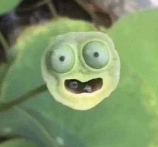 碗莲出现黑叶烂叶怎么办,碗莲种藕僵苗了怎么办