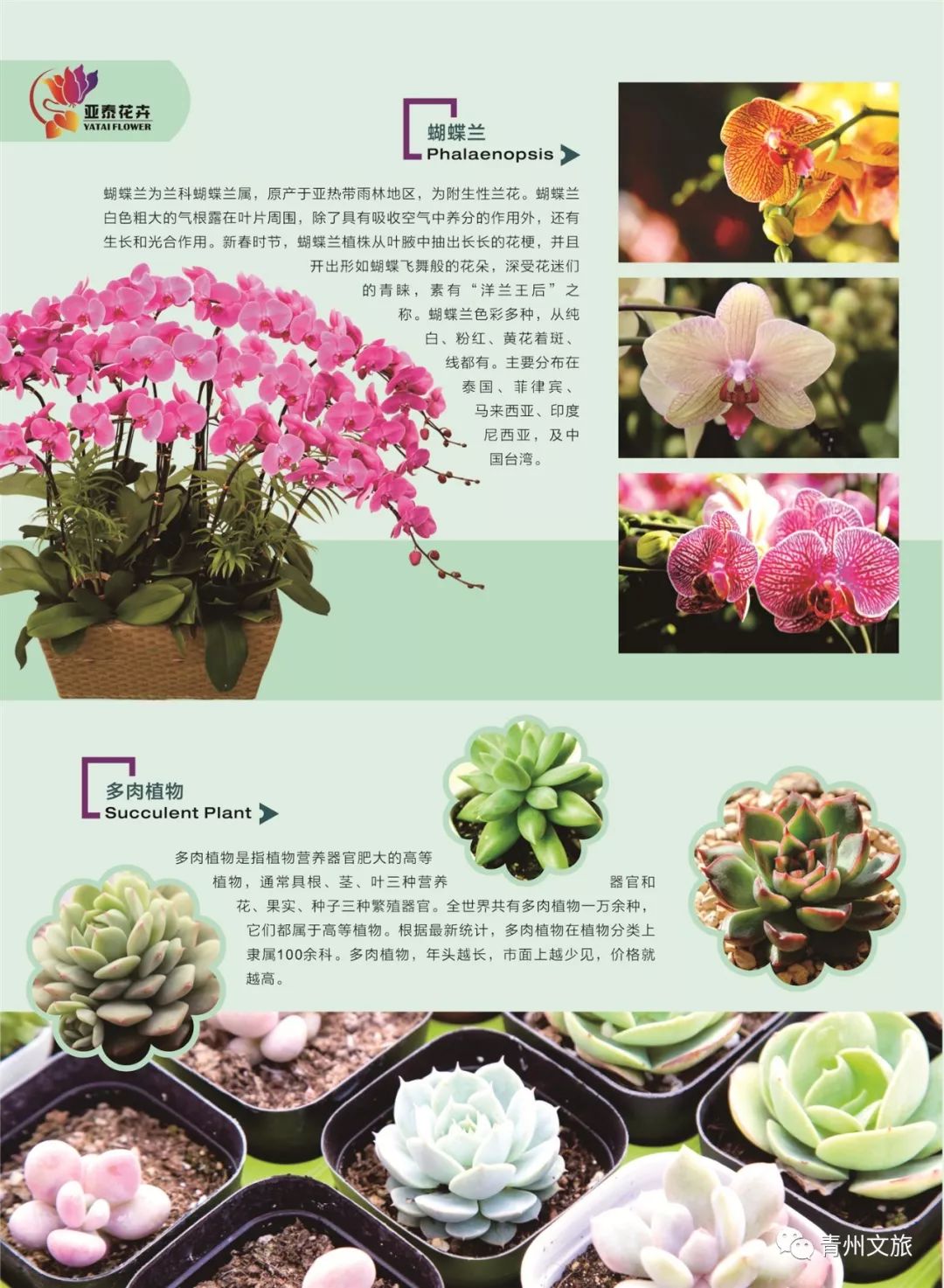 在青州买的特产,青州一日游必买景点