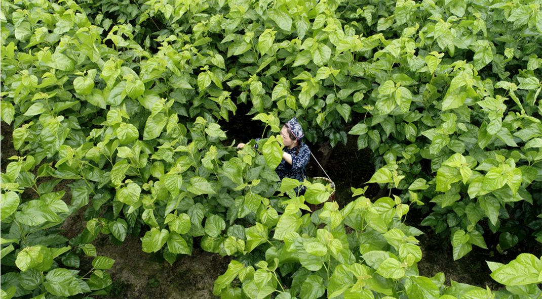 蚕丝被不盖怎么处理,盖蚕丝被的好处还是坏处