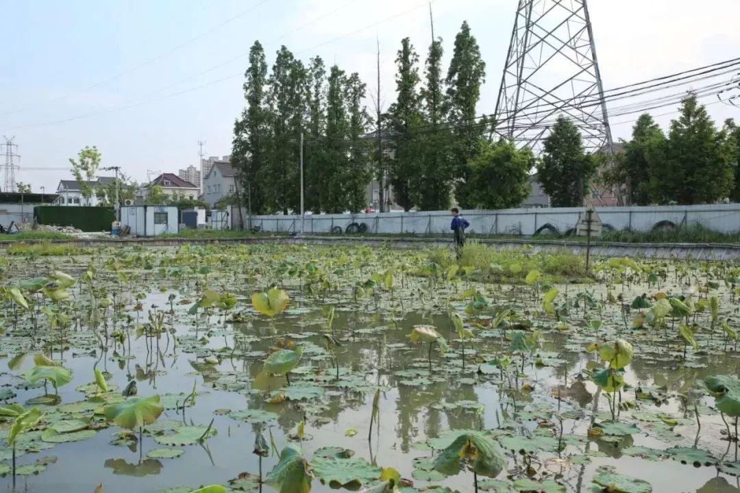 这东西江阴人都觉得恶心！有人却每天收3000斤，年赚300万