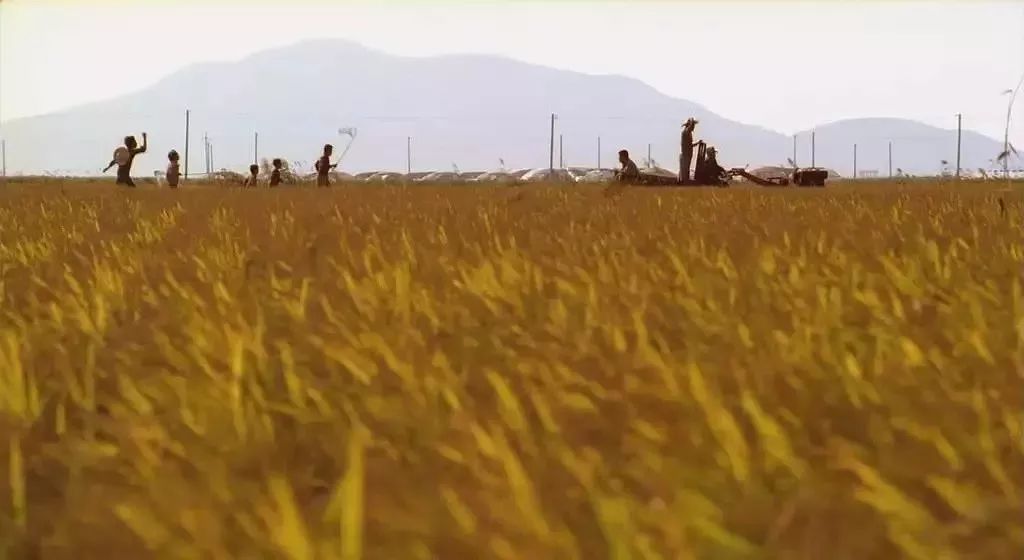 杀人回忆凶手原型是电影里哪个人,杀人回忆的真正凶手结局