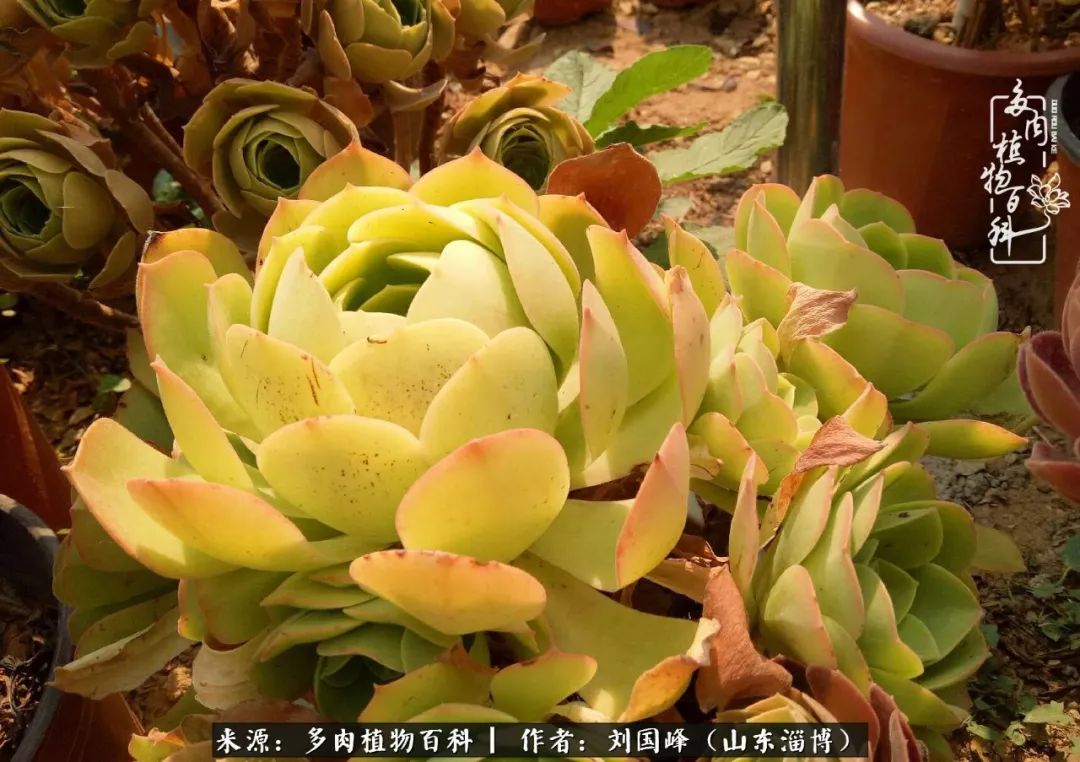 高温天气怎么养护多肉花,新手夏天养多肉5个保命秘籍