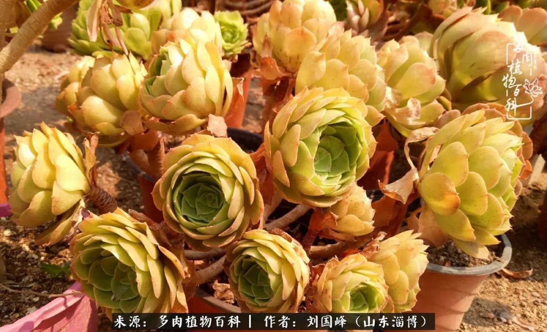 高温天气怎么养护多肉花,新手夏天养多肉5个保命秘籍