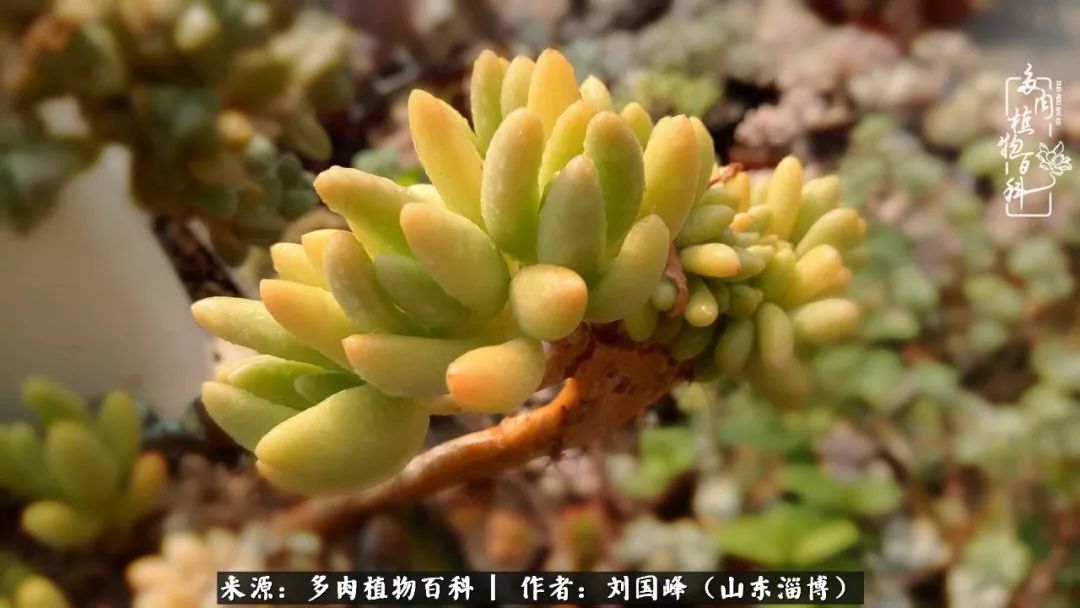 高温天气怎么养护多肉花,新手夏天养多肉5个保命秘籍