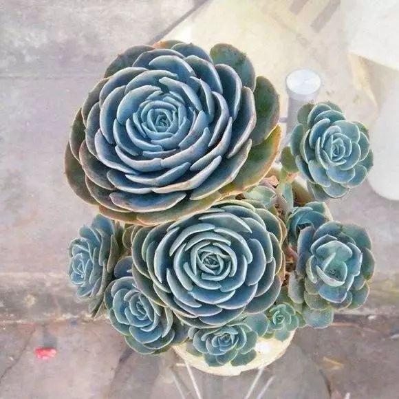 玉蝶怎么养容易爆盆,玉蝶怎么养才爆盆