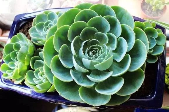 玉蝶怎么养容易爆盆,玉蝶怎么养才爆盆