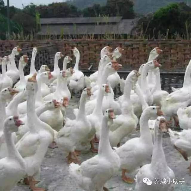 鹅痛风病的预防与治疗,鹅病快速诊断表格大全