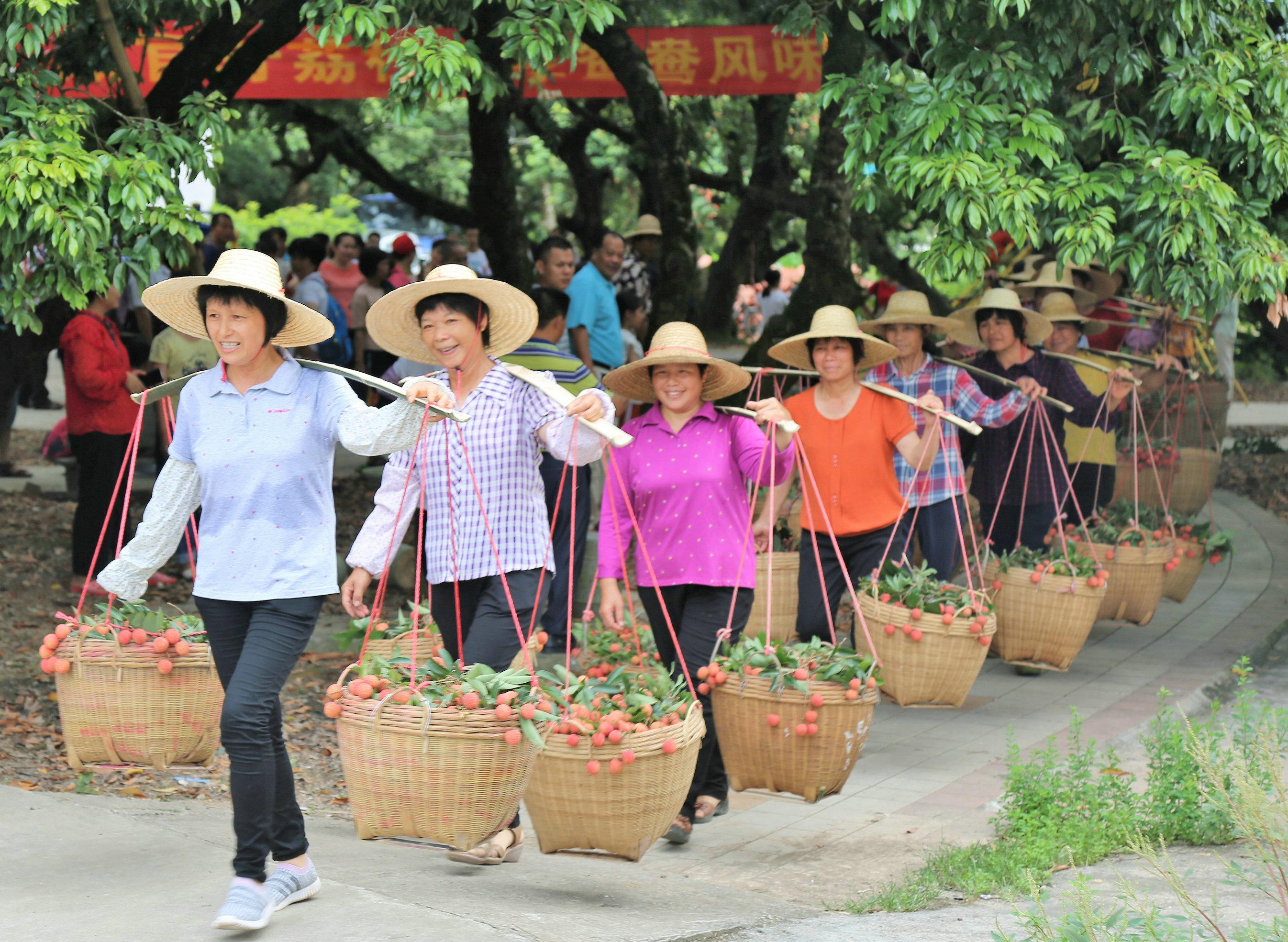 良垌镇23年荔枝产值,2021广东荔枝整体产量大增