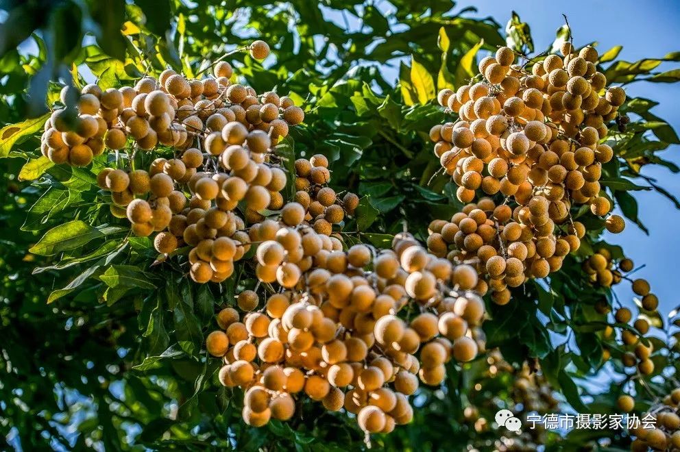 他们来自福安各行各业，可相机里却有令人惊叹的美！