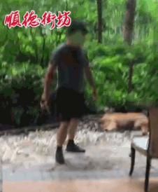 警方回应金毛犬案最新进展！顺德金毛咬死贵宾被打死视频打死金毛者身份信息曝光