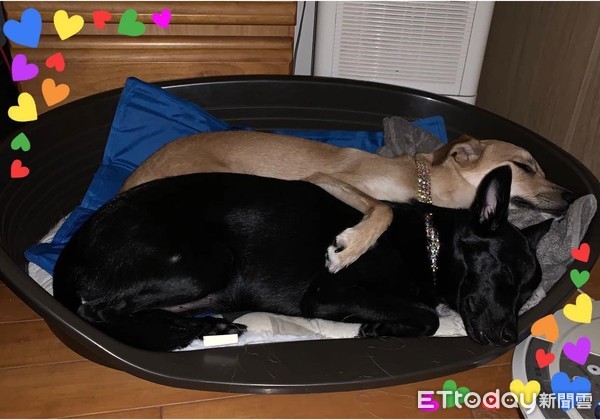 打雷别怕　暖汪守门护妹狂度估