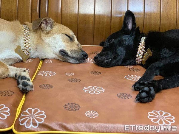 打雷别怕　暖汪守门护妹狂度估