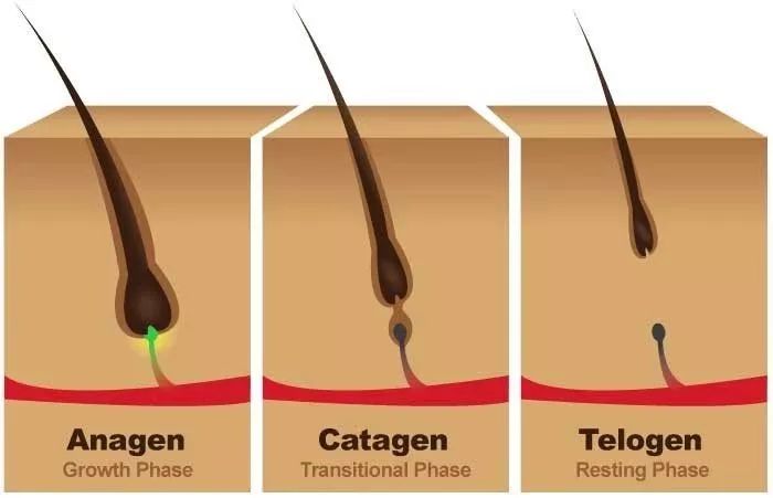 《细胞》子刊：抹二甲双胍能治脱发？华人科学家发现，二甲双胍等诱导自噬的药物，能使休止期毛囊进入生长期，促进毛发再生丨科学大发现