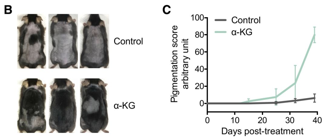 《细胞》子刊：抹二甲双胍能治脱发？华人科学家发现，二甲双胍等诱导自噬的药物，能使休止期毛囊进入生长期，促进毛发再生丨科学大发现