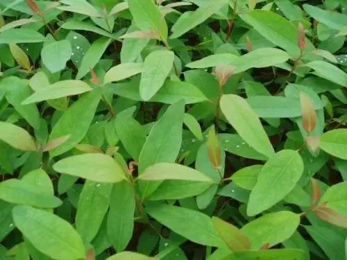 你晒被子10次，比不上我用它喷一回！除螨99%，裸睡都可以