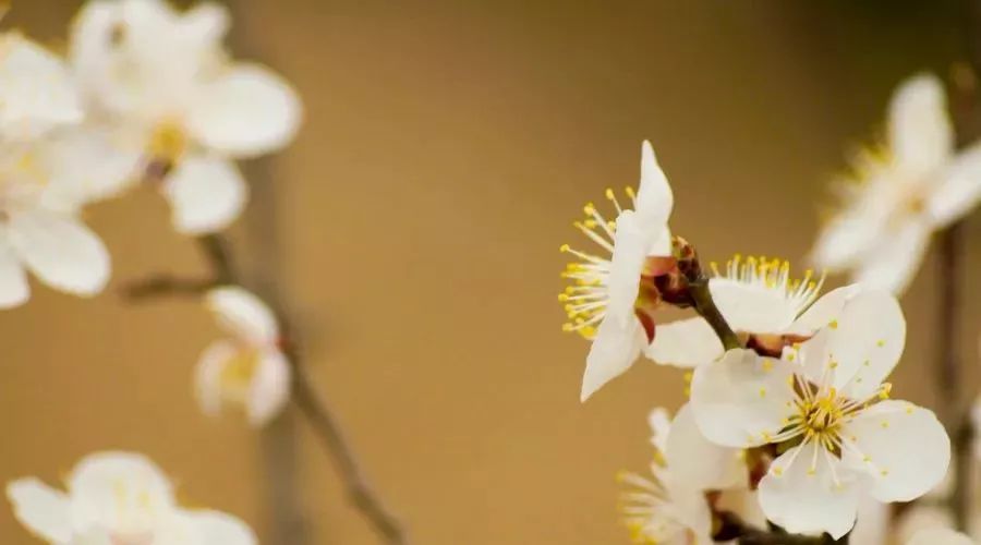 少陵野老是哪位诗人的雅称,古代诗人和雅称分别是哪些