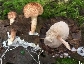 云南吃菌中毒分布图,云南吃菌中毒最新统计